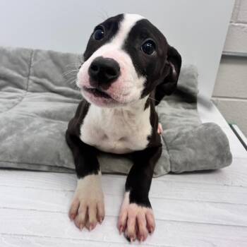 Brutus -  Pit Bull Terrier Dog for Adoption in Dayton, Ohio - Brutus | PetCurious