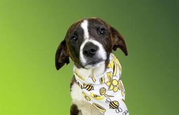 Australian Shepherd and Mixed Breed Dogs Available for Adoption in Fort Lauderdale, Florida - PARKER | PetCurious