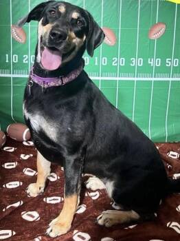 Rescue Doberman Pinscher Dogs for Adoption in Kansas City, Missouri - Tammy | PetCurious