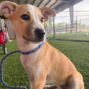 Asia -  Mixed Breed Dog for Adoption in New York, New York - Asia | PetCurious