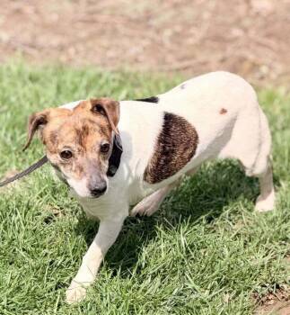 Jack Russell Terrier Dogs Available for Adoption in Ashville, Ohio - Bonnie & Clyde - Clyde | PetCurious