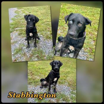Stabbington Brother -  Husky and Mixed Breed Dog for Adoption in Blountville, Tennessee - Stabbington Brother | PetCurious