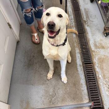 Ella -  Labrador Retriever and Great Pyrenees Dog for Adoption in Clavet, Saskatchewan - Ella | PetCurious