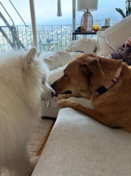 Bailey -  German Shepherd Dog and Labrador Retriever Dog for Adoption in Pleasant Hill, California - Bailey | PetCurious