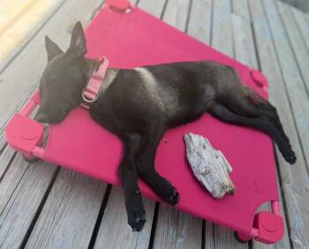 Ava -  Belgian Shepherd Malinois Dog for Adoption in Kuna, Idaho - Ava | PetCurious