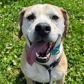 Beagle and Basset Hound Dogs Available for Adoption in Plainfield, Illinois - Sherman | PetCurious