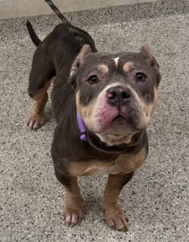 Verbena -  Pit Bull Terrier and Mixed Breed Dog for Adoption in Kansas City, Missouri - Verbena | PetCurious