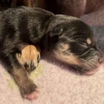 Pug and Chihuahua Dogs Available for Adoption - Prez | PetCurious