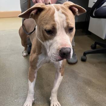 Thor -  American Staffordshire Terrier Dog for Adoption in Harrisonburg, Virginia - Thor | PetCurious
