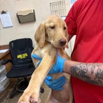 Marigold -  Labrador Retriever and Hound Dog for Adoption in Birmingham, Alabama - Marigold | PetCurious