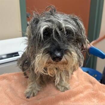 BISHOP -  Schnauzer and Lhasa Apso Dog for Adoption in Rancho Cucamonga, California - BISHOP | PetCurious