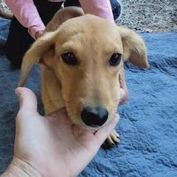 Mattie -  Mixed Breed Dog for Adoption in Knoxville, Tennessee - Mattie | PetCurious