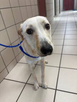 Franny -  Labrador Retriever Dog for Adoption in Charlotte, Michigan - Franny | PetCurious