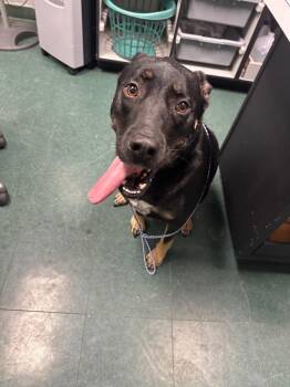 Mac -  Mixed Breed Dog for Adoption in Lake City, Arkansas - Mac | PetCurious