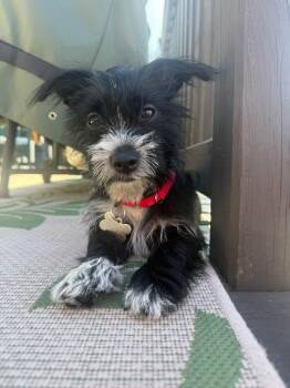 Meena -  Mixed Breed Dog for Adoption in Taycheedah, Wisconsin - Meena | PetCurious