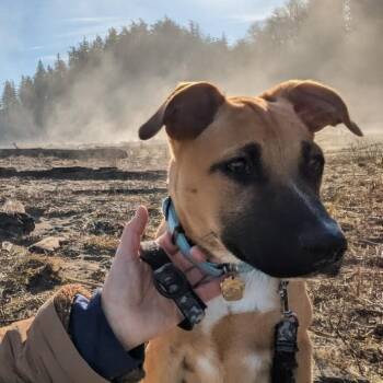 German Shepherd Dog and Pit Bull Terrier Dogs Available for Adoption in Friendswood, Texas - Cheerio | PetCurious