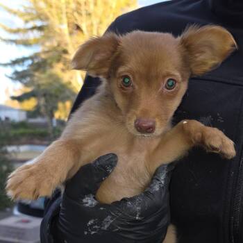 Clarise -  Mixed Breed Dog for Adoption in Klamath Falls, Oregon - Clarise | PetCurious