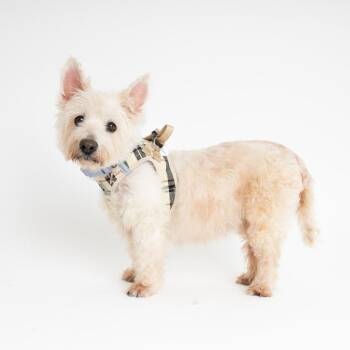 Terrier Dogs Available for Adoption in San Francisco, California - Go Go 13997 | PetCurious