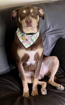 Hound and Rottweiler Dogs Available for Adoption in Spring City, Pennsylvania - Brownie | PetCurious
