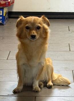 Pear -  Chihuahua Dog for Adoption in Vancouver, Washington - Pear | PetCurious