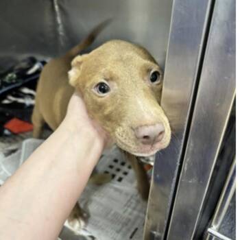 Jasmine -  Mixed Breed Dog for Adoption in Springboro, Ohio - Jasmine | PetCurious
