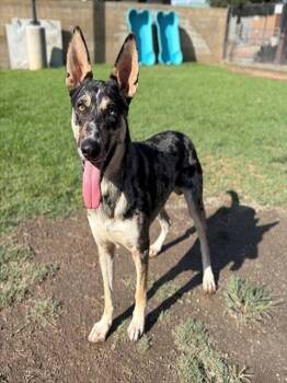 FELLA -  Australian Cattle Dog Blue Heeler Dog for Adoption in Riverside, California - FELLA | PetCurious