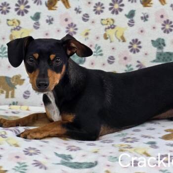 CRACKLE -  Dachshund and Chihuahua Dog for Adoption in Holton, Kansas - CRACKLE | PetCurious