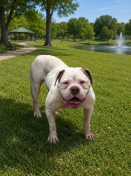 CUDDLES -  American Bulldog Dog for Adoption in Doral, Florida - CUDDLES | PetCurious