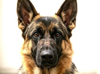 CoCo -  German Shepherd Dog Dog for Adoption in City Of Industry, California - CoCo | PetCurious