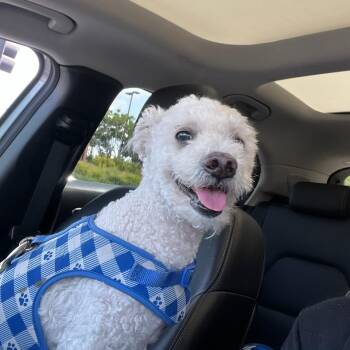 Shadow -  Poodle Dog for Adoption in Seal Beach, California - Shadow | PetCurious