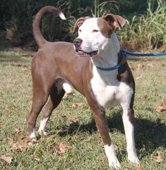 Rescue Pit Bull Terrier Dogs for Adoption in Marietta, Ohio - Finn Fka Snickers | PetCurious
