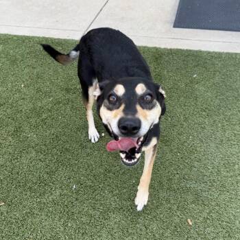 Tater Tot -  Doberman Pinscher Dog for Adoption in Brentwood, Missouri - Tater Tot | PetCurious