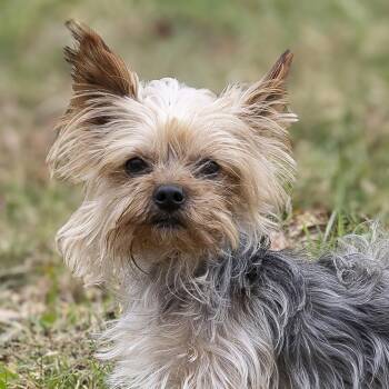 Rescue Yorkshire Terrier Dogs for Adoption in Stroudsburg, Pennsylvania - Tiny | PetCurious