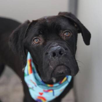 PIGEON -  Mastiff Dog for Adoption in San Antonio, Texas - PIGEON | PetCurious