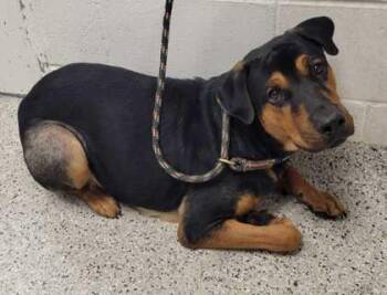 Hadley -  Mixed Breed Dog for Adoption in Kansas City, Missouri - Hadley | PetCurious