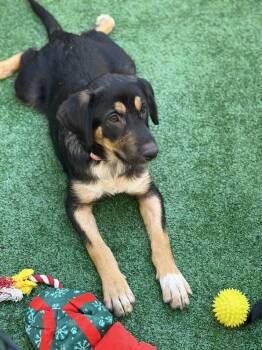 Kaia -  German Shepherd Dog Dog for Adoption in Pleasant Hill, California - Kaia | PetCurious
