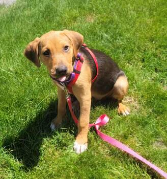 Cora -  Labrador Retriever and Hound Dog for Adoption in Billerica, Massachusetts - Cora | PetCurious