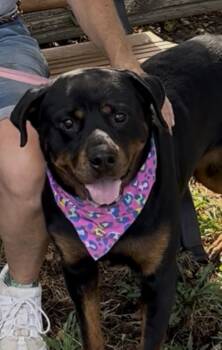 Pippin -  Rottweiler Dog for Adoption in Woodland, California - Pippin | PetCurious