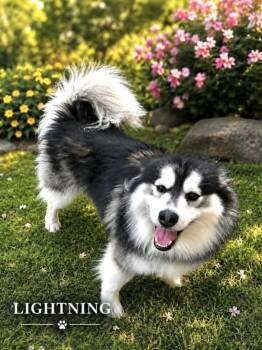 Lightning -  Pomsky Dog for Adoption in Lucas, Texas - Lightning | PetCurious