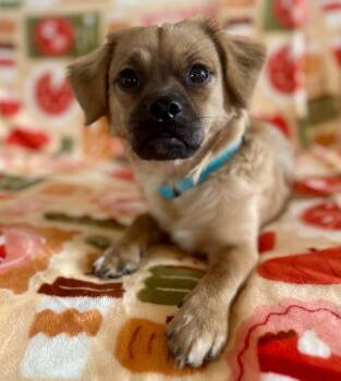 Shih Tzu and Dachshund Dogs Available for Adoption - Percy | PetCurious