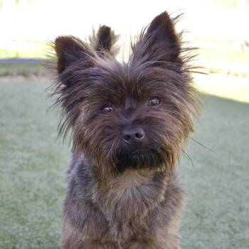 Yorkshire Terrier Dogs Available for Adoption in Godfrey, Illinois - Java | PetCurious