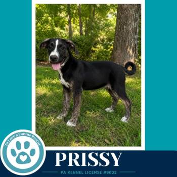 Prissy (Boujee Babies) 082226 -  Labrador Retriever and Boxer Dog for Adoption in Kimberton, Pennsylvania - Prissy (Boujee Babies) 082226 | PetCurious