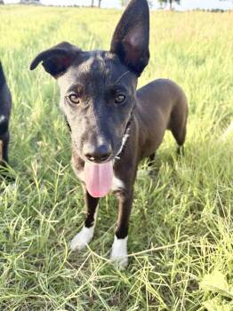 Border Collie Dogs Available for Adoption in Austin, Texas - Kayley | PetCurious