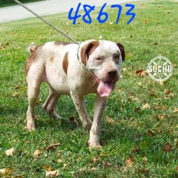 Teddy -  Hound and Mixed Breed Dog for Adoption in Springfield, Missouri - Teddy | PetCurious