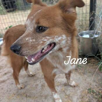 Jane -  Cattle Dog Dog for Adoption in Buchanan Dam, Texas - Jane | PetCurious