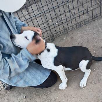 Casper -  Hound Dog for Adoption in Paramus, New Jersey - Casper | PetCurious
