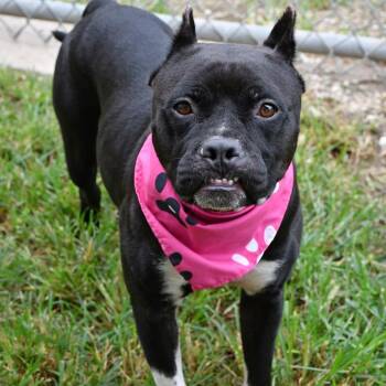 Maggie Moo -  Pit Bull Terrier Dog for Adoption in Beaumont, Texas - Maggie Moo | PetCurious