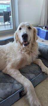 Winnie -  Great Pyrenees Dog for Adoption in Miami Shores, Florida - Winnie | PetCurious