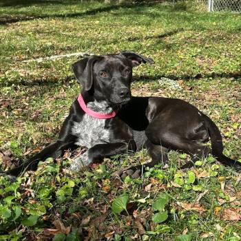 Daisy -  Black Labrador Retriever and Cattle Dog Dog for Adoption in Huntsville, Alabama - Daisy | PetCurious
