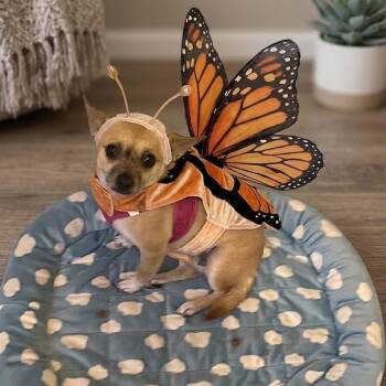 Maggie 1335 -  Chihuahua Dog for Adoption in Boca Raton, Florida - Maggie 1335 | PetCurious